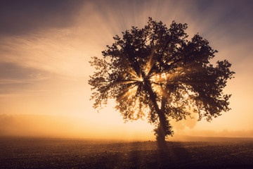 Fototapeta na wymiar Single tree in the fog