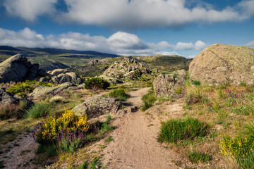 Primavera en la Sierra Paramera. Avila. España. Europa.