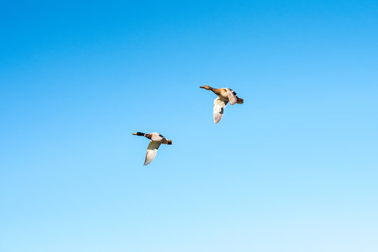 two ducks fly in the sky