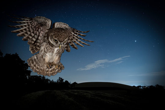 civetta