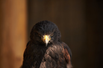 Obraz premium Yellow eagle eye look into the national park of Vancouver