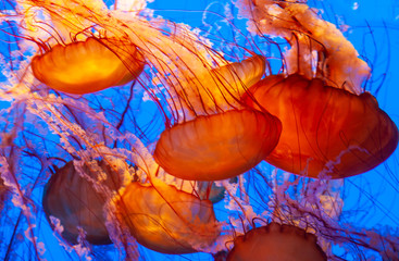 beautiful orange jellyfish - obrazy, fototapety, plakaty
