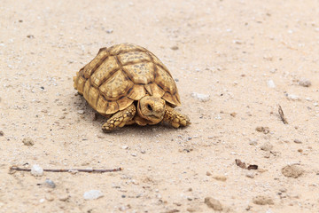 Yellow tortoise walking on sandy ground, Namibia, Africa