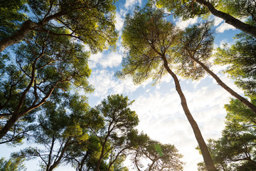 Fototapeta premium Pine tree in croatia under nice sky on hvar island