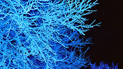 snow tree branches at night