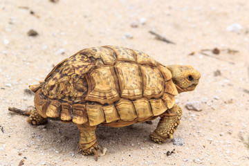 Close up of a broken shell, yellow tortoise walking on the ground, Namibia, Africa