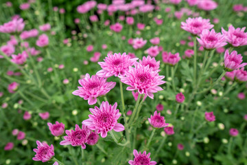 Pink flowers chrysanthemum in the garden Grown for sale and for visiting.