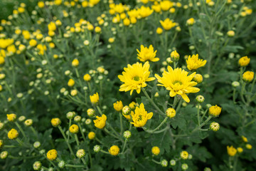 Yellow flowers chrysanthemum in the garden Grown for sale and for visiting.