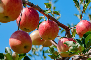 	【青森津軽のりんご園】津軽の真っ赤なりんごは日本一!