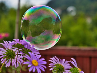 Pompa de Jabón entre margaritas