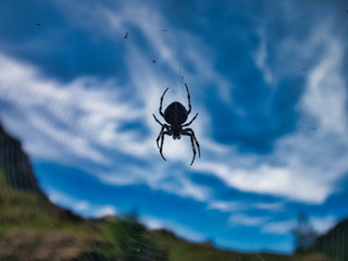 Araña a contraluz