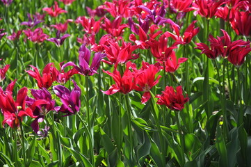 field of red tulips