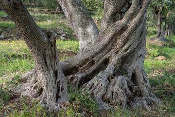 Fototapeta na wymiar Old olive tree detail