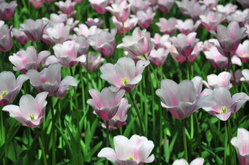 Fototapeta premium white and purple tulips