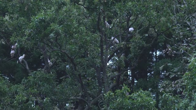 Flock of Nipponia nippon or Japanese Crested Ibis or Toki, once extinct animal from Japan, in a wood in Sado island