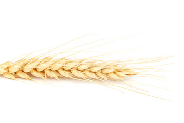 Wheat ear isolated on a white background.