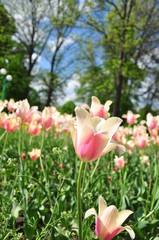 pink tulips in the garden