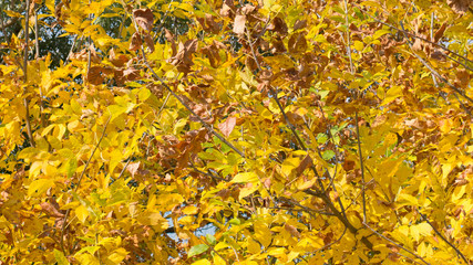 Colorful trees and leaves in autumn on a sunny day.