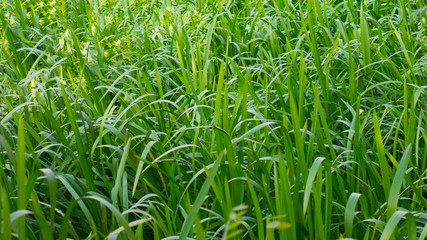 Green water grass close up.