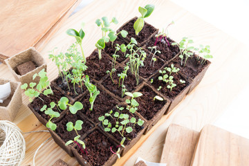Seedlings of herbs and vegetables in peat pots