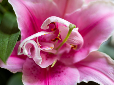 Detalle de flor lilium o lirio