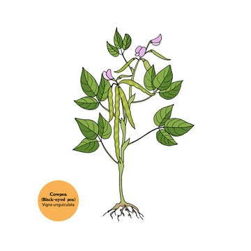 Hand drawn illustration, icon of plant for forage, pasture, grazing, fodder.