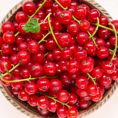 Fresh red currant berries in a bowl on a pink background