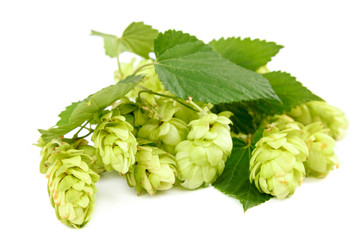 Hop close-up isolated on a white background.