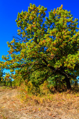 Fototapeta na wymiar Oak tree on meadow at autumn