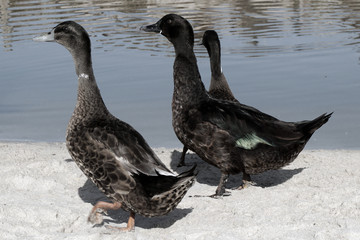 Three wild ducks walking next to a pond