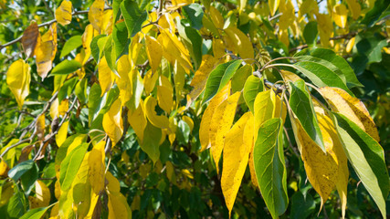Leaves of a Osage orange tree in the fall