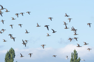 Flock of a group of geese