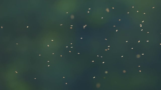 Midges flying just before sunset. Abstract and defused.