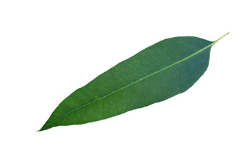 Green leaves on white background, Eucalyptus leaves.