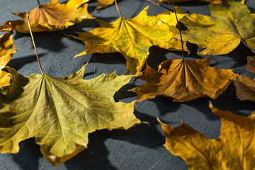 yellow maple leaf on dark background