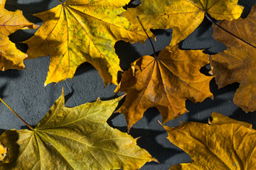 Naklejka na ściany i meble yellow maple leaf on dark background