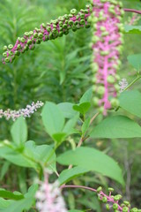 草