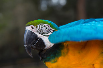 Blue & Yellow Macaw, Ara Ararauna