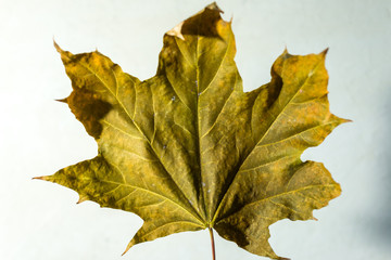 yellow maple leaf