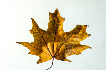 autumn leaves isolated on white background