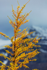 Larch
