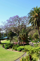 Fototapeta na wymiar A view of the Botanic Gardens in Sydney, NSW.