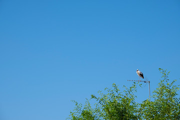 storks resting from your trip