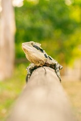 Eastern Water Dragon