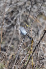 Adorable Blue Gray Gnatcatcher reaches as far as tiny body will allow while grasping tight to vegetation perch.