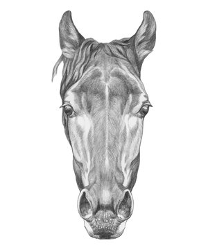 Horse head sketch stock illustration. Illustration of mammal - 38898039