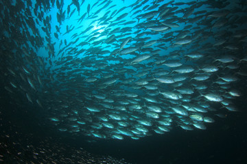 Fototapeta na wymiar Tuna fish underwater in ocean 