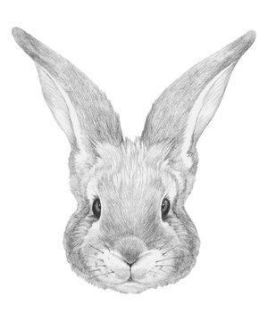 Portrait of Rabbit. Hand-drawn illustration. Vector isolated elements.	