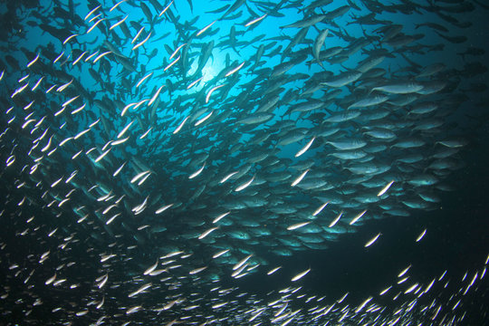Tuna fish underwater in ocean 