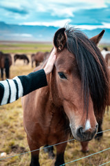 Obraz premium portrait of a horse